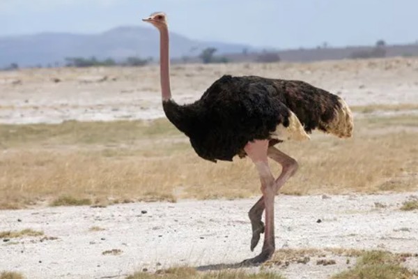 鸵鸟是什么动物，是鸟类卵生动物