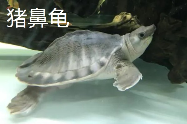 什么乌龟可以和鱼养在一起,常见猪鼻龟、剃刀龟、黄头侧颈龟