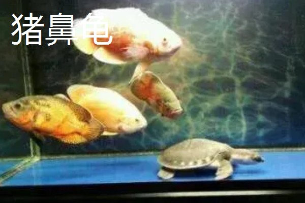 什么乌龟可以和鱼养在一起,常见猪鼻龟、剃刀龟、黄头侧颈龟