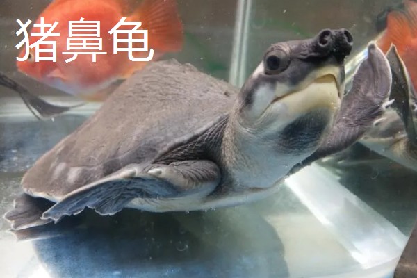 什么乌龟可以和鱼养在一起,常见猪鼻龟、剃刀龟、黄头侧颈龟