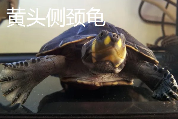 什么乌龟可以和鱼养在一起,常见猪鼻龟、剃刀龟、黄头侧颈龟