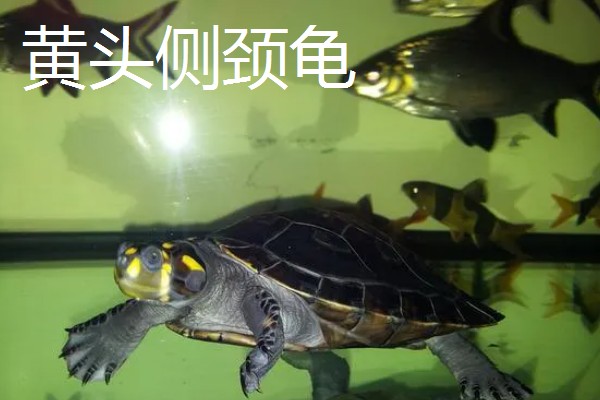 什么乌龟可以和鱼养在一起,常见猪鼻龟、剃刀龟、黄头侧颈龟