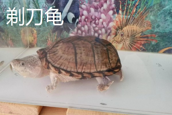 什么乌龟可以和鱼养在一起,常见猪鼻龟、剃刀龟、黄头侧颈龟