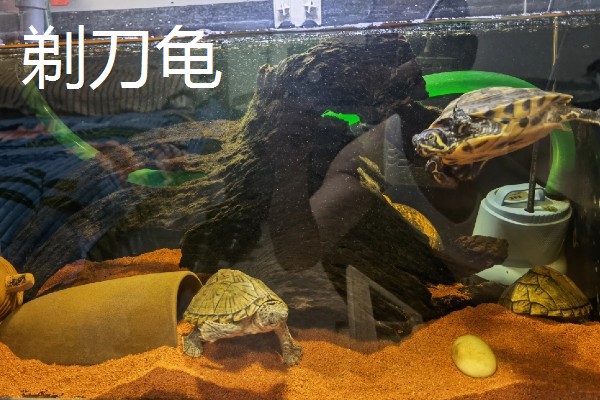 什么乌龟可以和鱼养在一起,常见猪鼻龟、剃刀龟、黄头侧颈龟