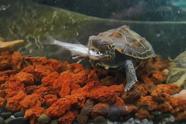 什么乌龟可以和鱼养在一起,常见猪鼻龟、剃刀龟、黄头侧颈龟