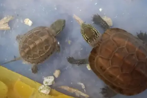 什么乌龟可以和鱼养在一起,常见猪鼻龟、剃刀龟、黄头侧颈龟