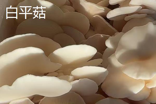 白平菇好还是黑平菇好,黑平菇的品质、口感略胜一筹