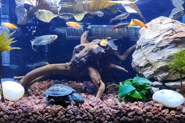 什么乌龟可以和鱼养在一起,常见猪鼻龟、剃刀龟、黄头侧颈龟