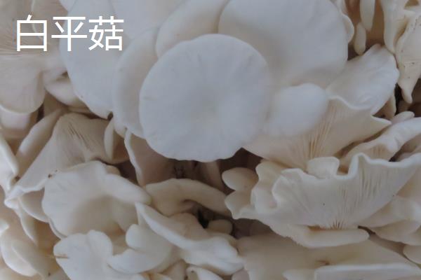 白平菇好还是黑平菇好,黑平菇的品质、口感略胜一筹