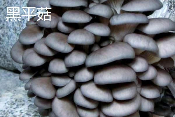 白平菇好还是黑平菇好,黑平菇的品质、口感略胜一筹