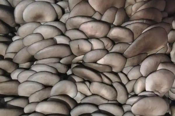 白平菇好还是黑平菇好,黑平菇的品质、口感略胜一筹