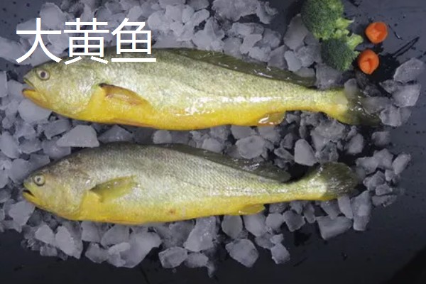 人工饲养的海水鱼种类,有大黄鱼、海鲈鱼等