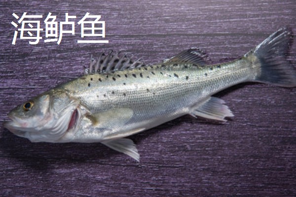 人工饲养的海水鱼种类,有大黄鱼、海鲈鱼等