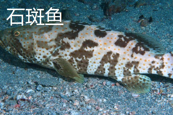 人工饲养的海水鱼种类,有大黄鱼、海鲈鱼等