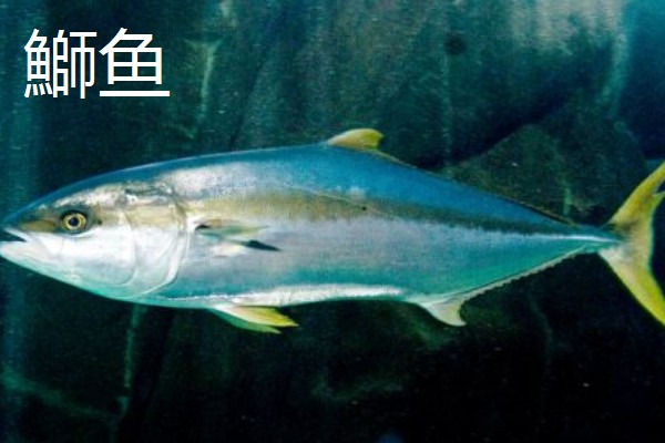 人工饲养的海水鱼种类,有大黄鱼、海鲈鱼等