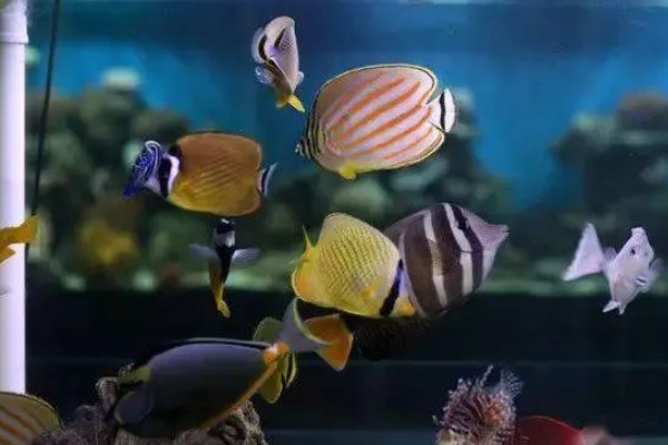 人工饲养的海水鱼种类,有大黄鱼、海鲈鱼等