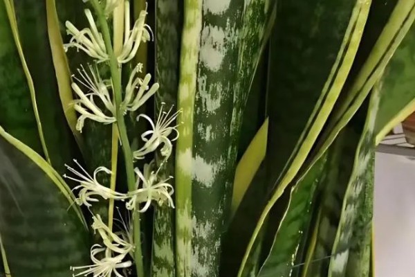 虎皮兰开花是不是好兆头，是转运招财的好兆头