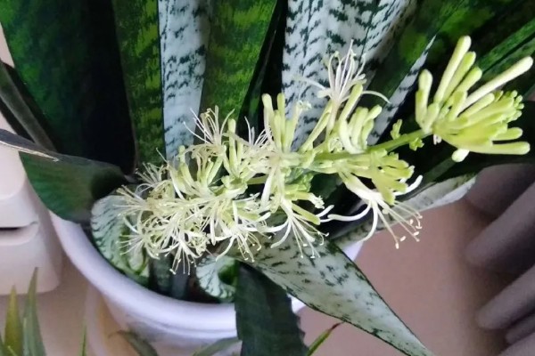 虎皮兰开花是不是好兆头，是转运招财的好兆头