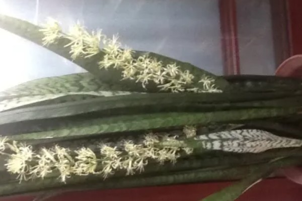 虎皮兰开花是不是好兆头，是转运招财的好兆头