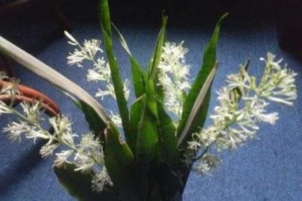 虎皮兰开花是不是好兆头，是转运招财的好兆头