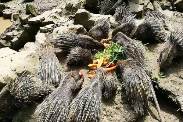 养殖豪猪要注意什么,应该主喂青草饲料