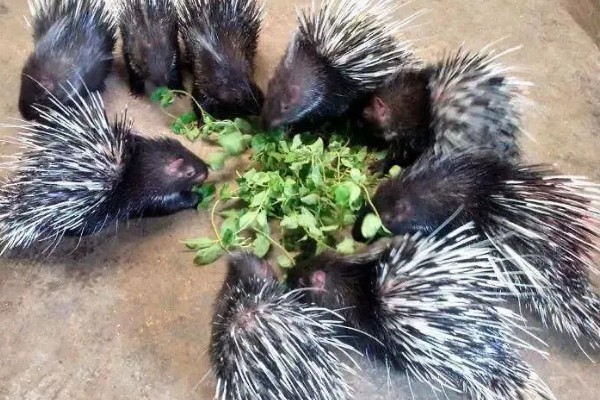 养殖豪猪要注意什么,应该主喂青草饲料