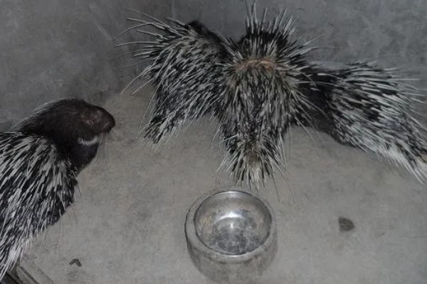 养殖豪猪要注意什么,应该主喂青草饲料