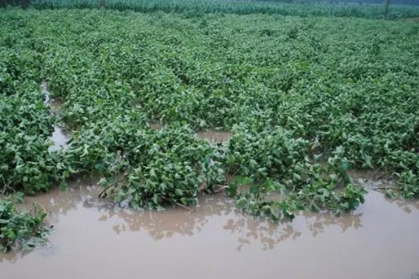 棉花遭遇涝害如何管理，需及时排除积水