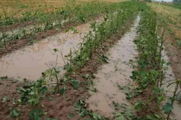 棉花遭遇涝害如何管理，需及时排除积水