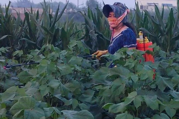 棉花遭遇涝害如何管理，需及时排除积水