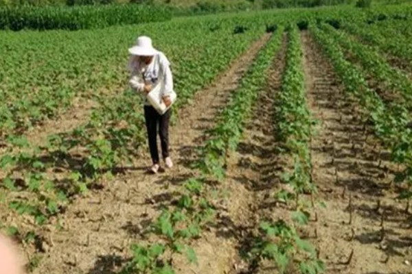 棉花遭遇涝害如何管理，需及时排除积水