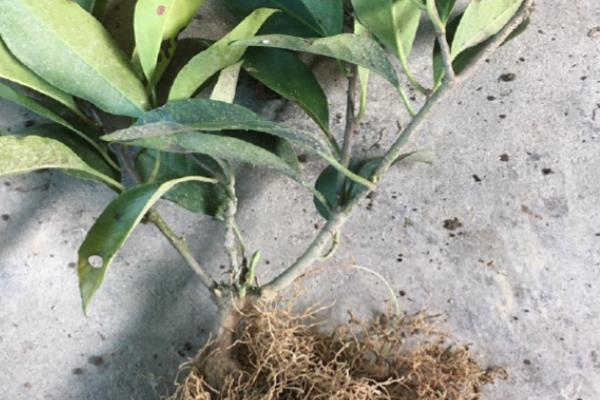 黑老虎如何育苗，9-11月份进行为佳