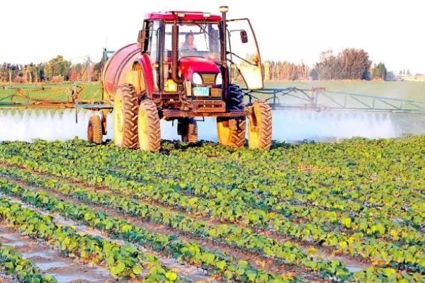 棉花遭遇涝害如何管理，需及时排除积水