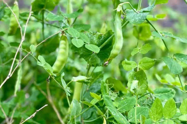 青豆的生长期,一般是2-3个月左右