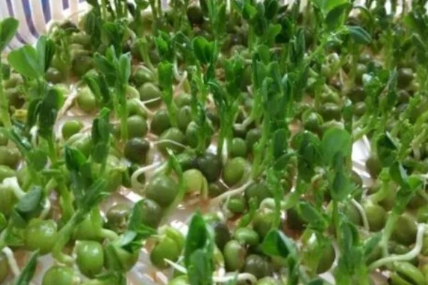 青豆的生长期,一般是2-3个月左右