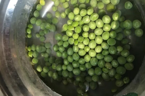 青豆的生长期,一般是2-3个月左右