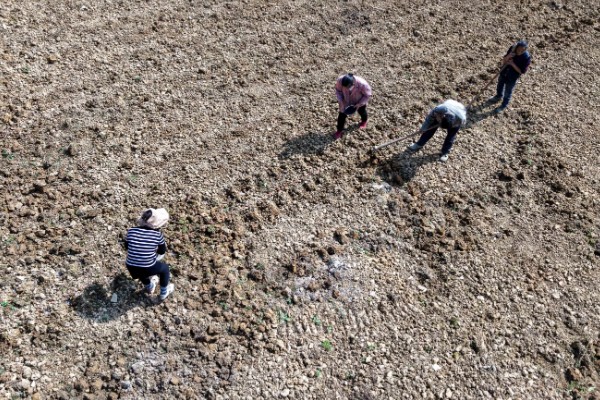 青豆的生长期,一般是2-3个月左右