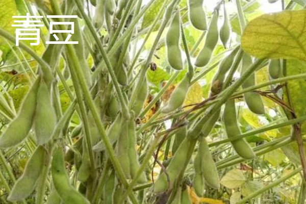 青豆的生长期,一般是2-3个月左右