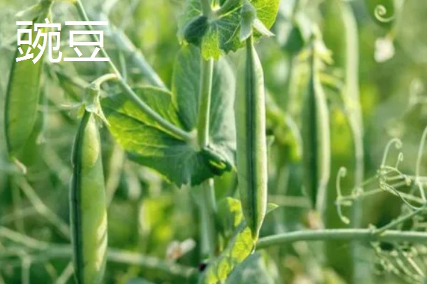 青豆的生长期,一般是2-3个月左右