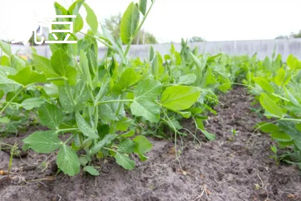 青豆的生长期,一般是2-3个月左右