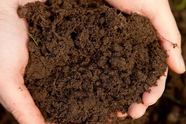 黑老虎如何育苗，9-11月份进行为佳