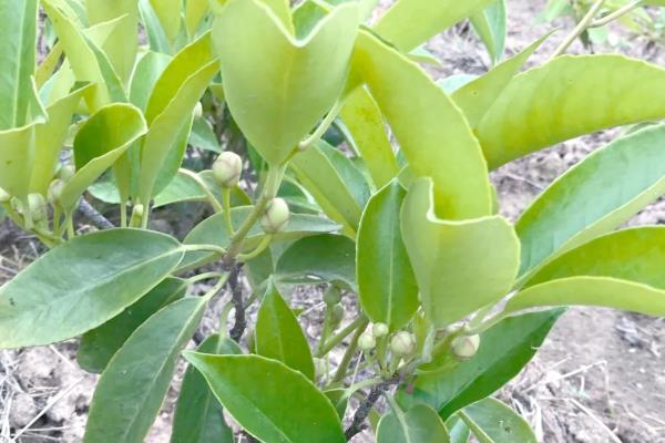 黑老虎如何育苗，9-11月份进行为佳