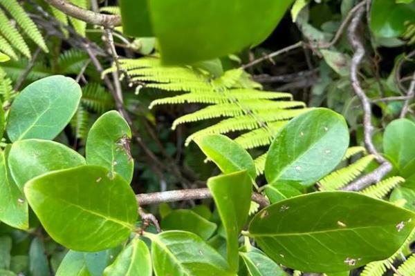 黑老虎如何育苗，9-11月份进行为佳