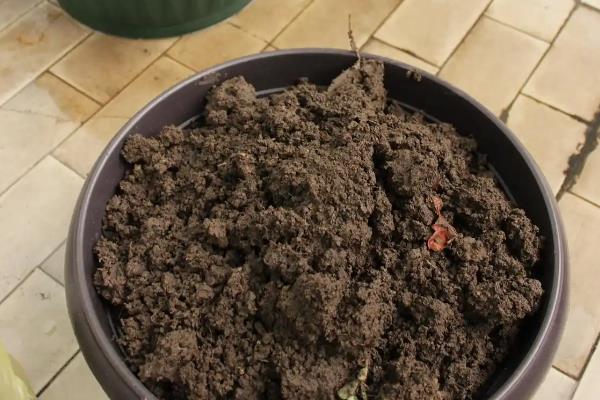 盆栽茉莉花的养殖注意事项，比较喜欢湿润的土壤