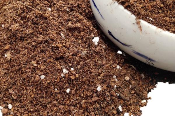 盆栽茉莉花的养殖注意事项，比较喜欢湿润的土壤