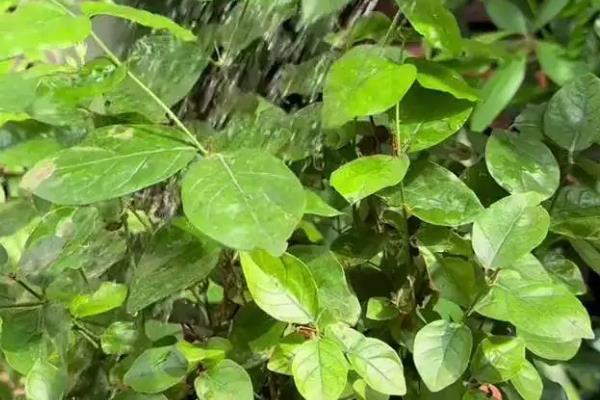 盆栽茉莉花的养殖注意事项，比较喜欢湿润的土壤