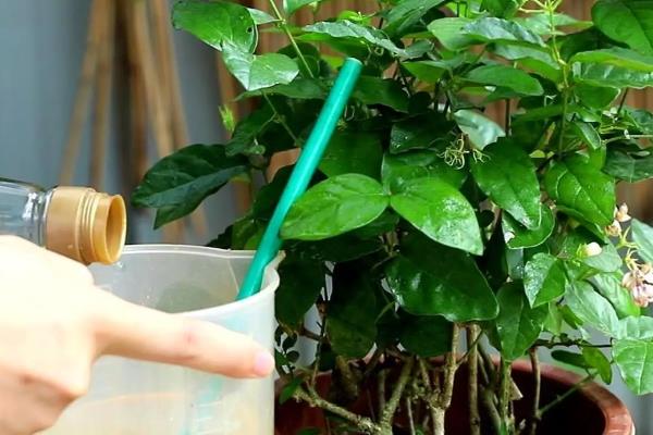 盆栽茉莉花的养殖注意事项，比较喜欢湿润的土壤