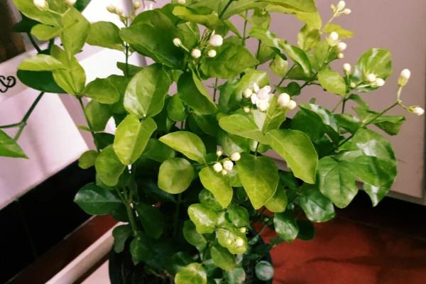 盆栽茉莉花的养殖注意事项，比较喜欢湿润的土壤