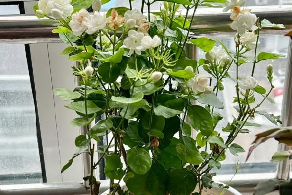 盆栽茉莉花的养殖注意事项，比较喜欢湿润的土壤