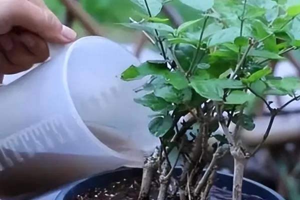盆栽茉莉花的养殖注意事项，比较喜欢湿润的土壤